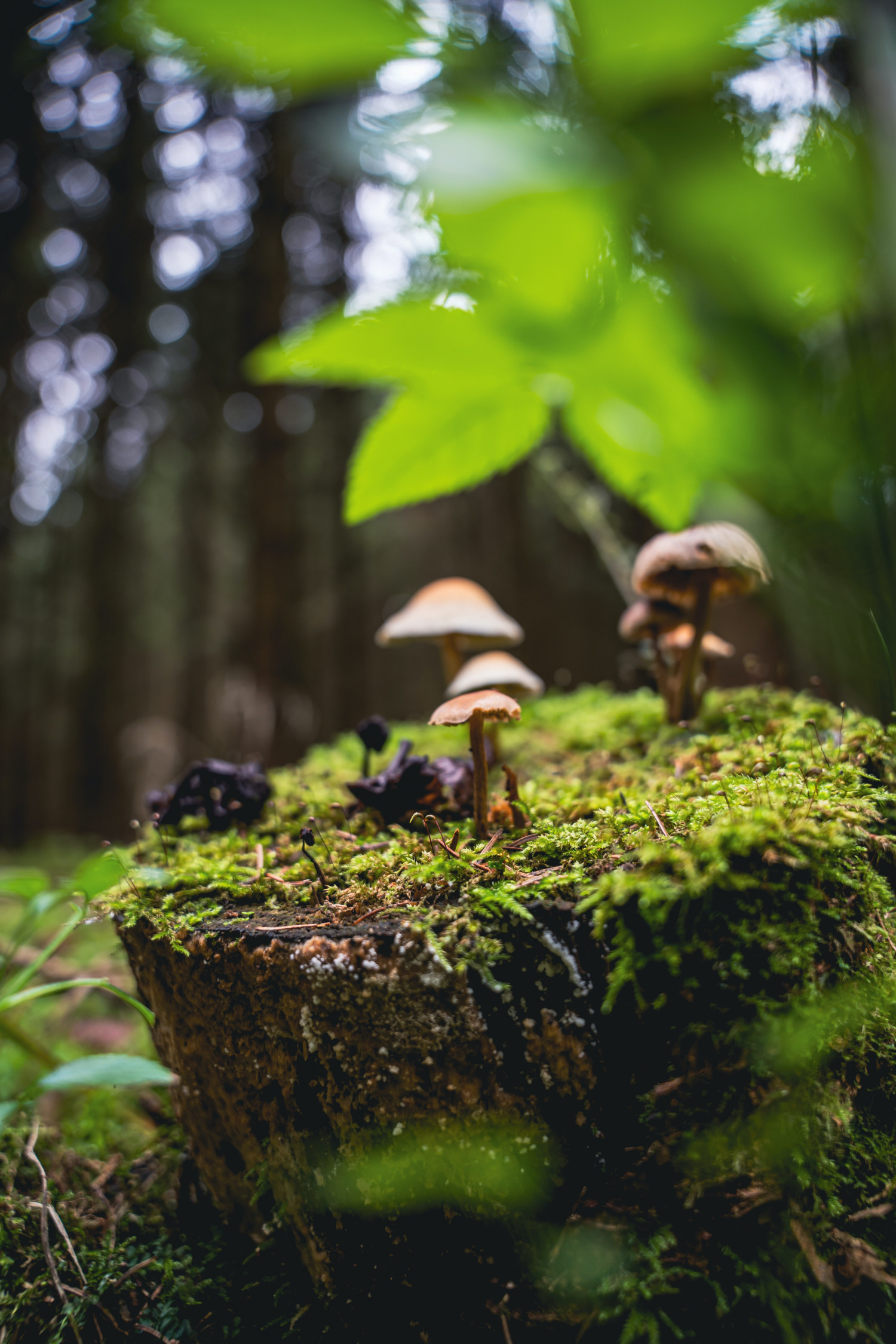 The Significance of Safe and Responsible Use of Magic Mushrooms – magicmushroomca