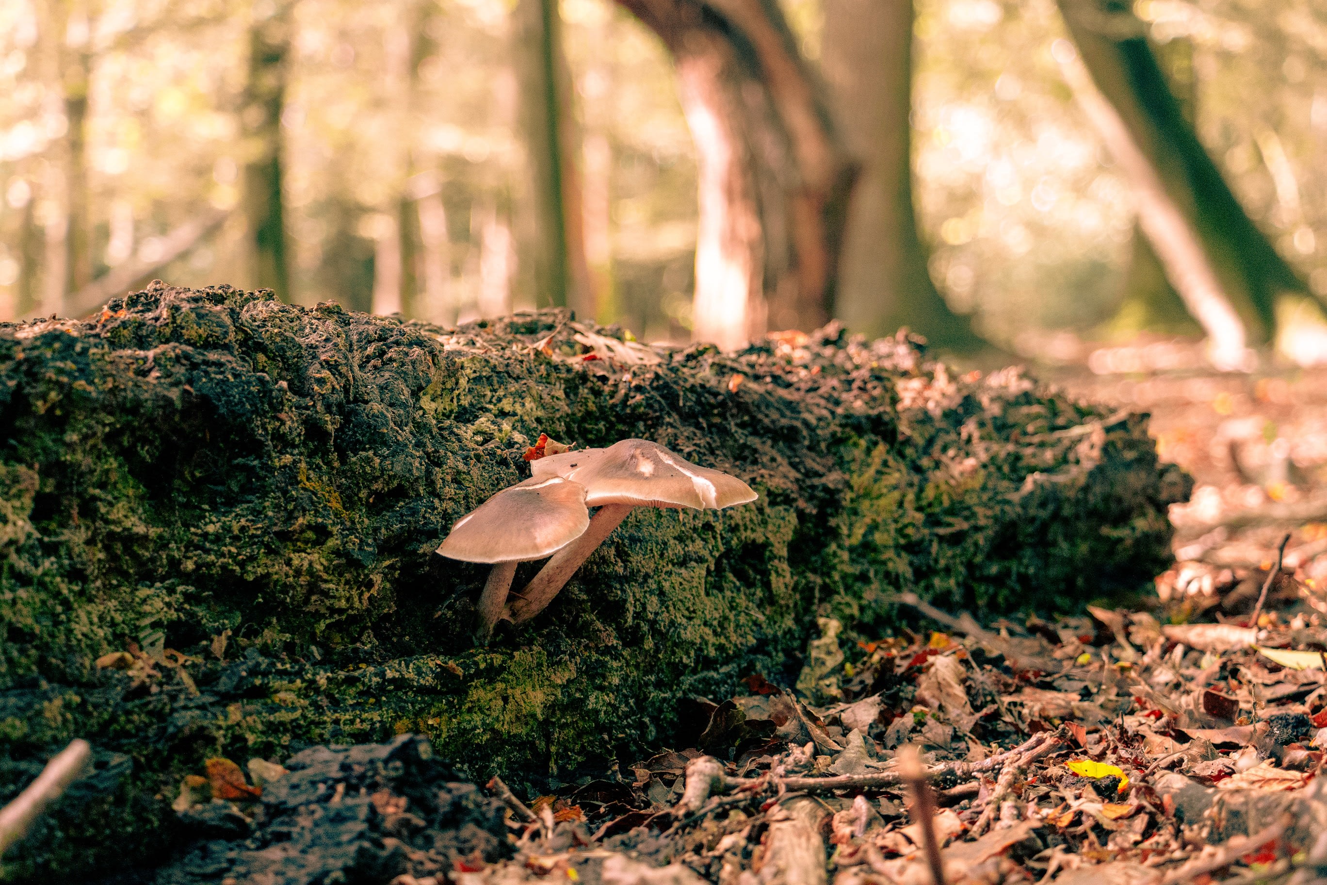 How Microdosing Magic Mushrooms Can Ignite Your Creativity | Humans