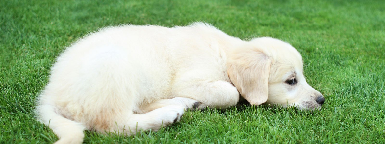 Golden Retriever Puppies for Sale Melbourne